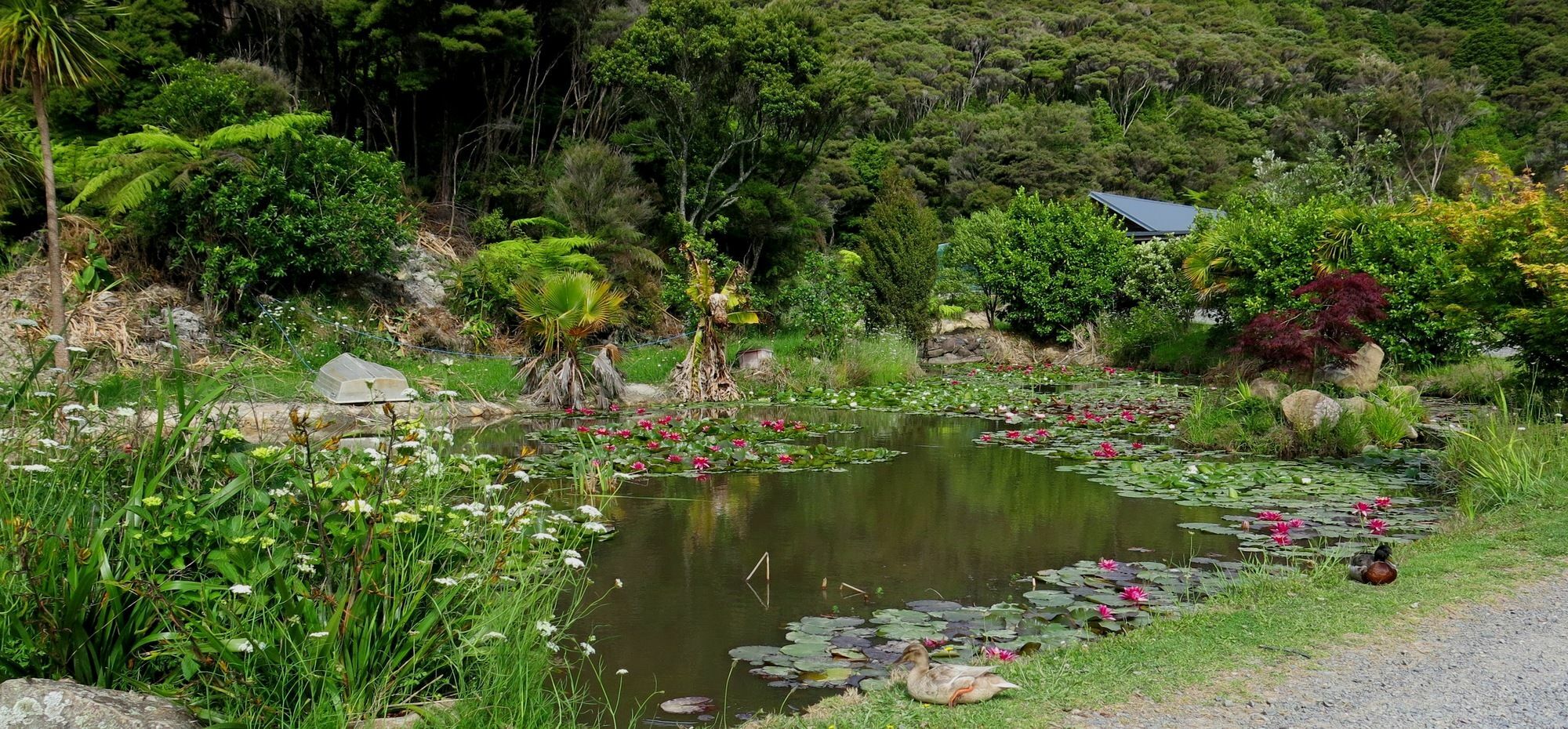 Bay Of Islands Holiday Apartments Paihia Esterno foto